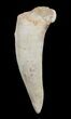 Enchodus Tooth - Extinct Bony Fish #3411-1